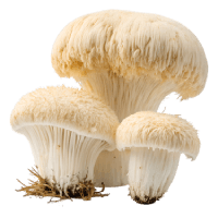 Lions mane houba